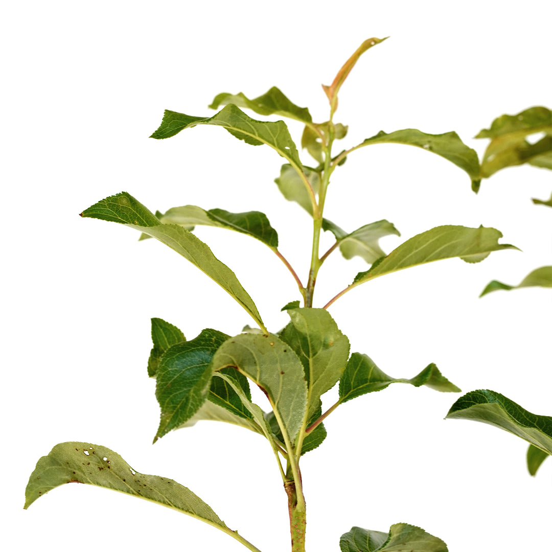Close-up of bright green leaves on a Spring Satin Plumcot tree stem