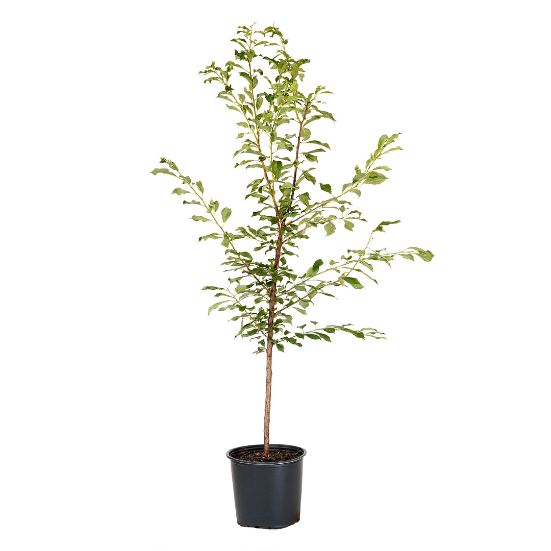 Potted Spring Satin Plumcot tree with green summer foliage in a black nursery pot