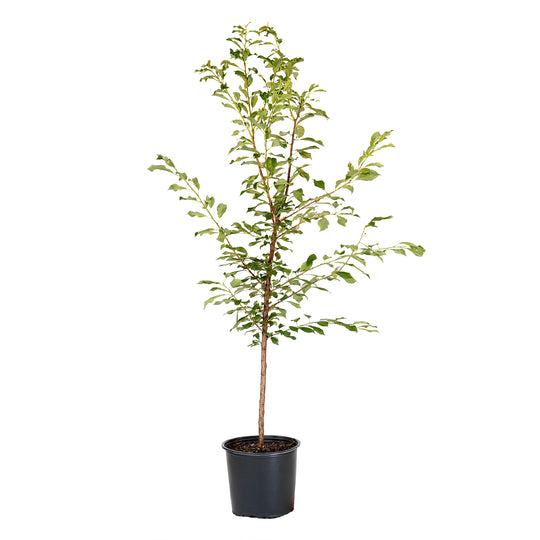 Potted Spring Satin Plumcot tree with green summer foliage in a black nursery pot