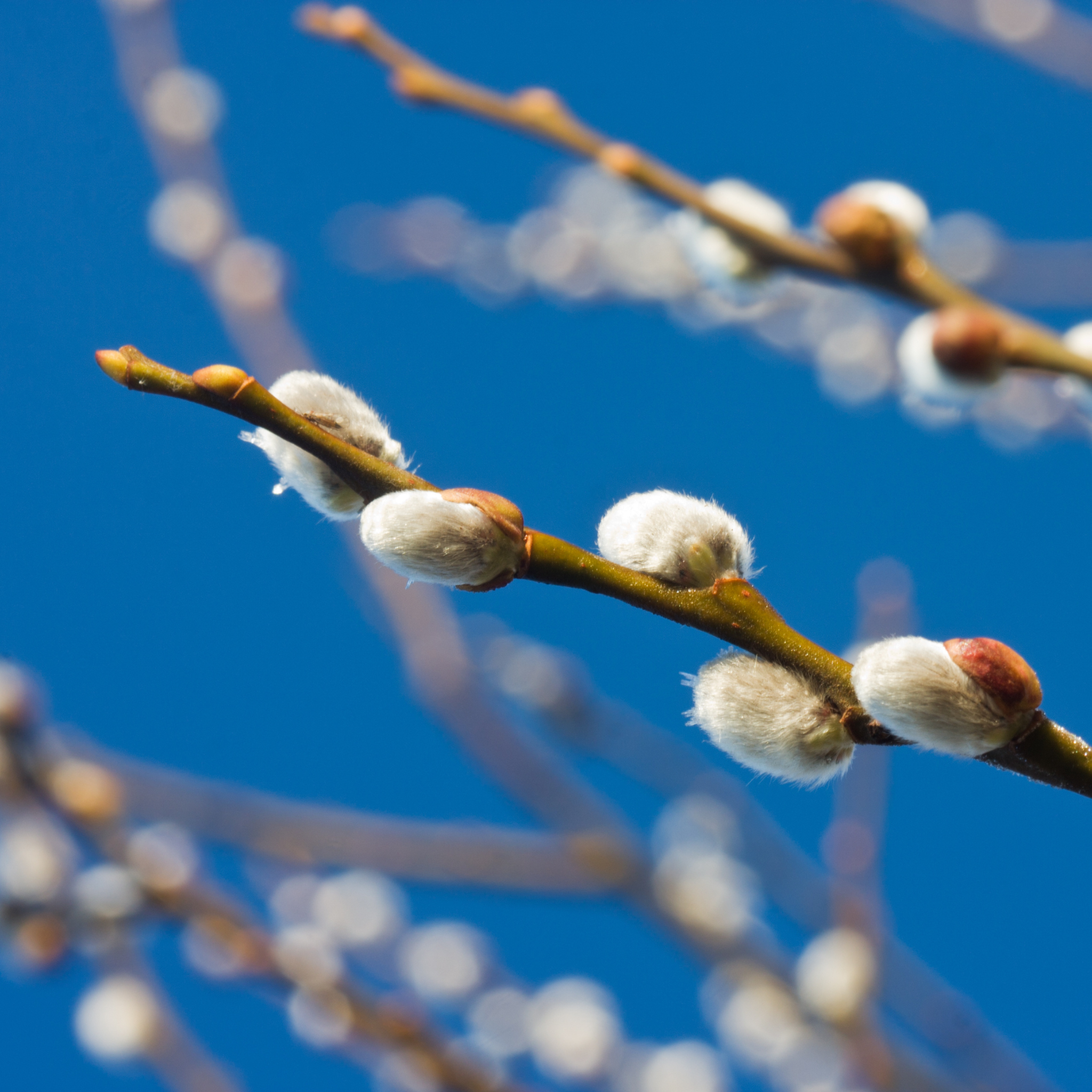Close-up of fuzzy white catkins on a White Pussy Willow tree branch against a blue sky