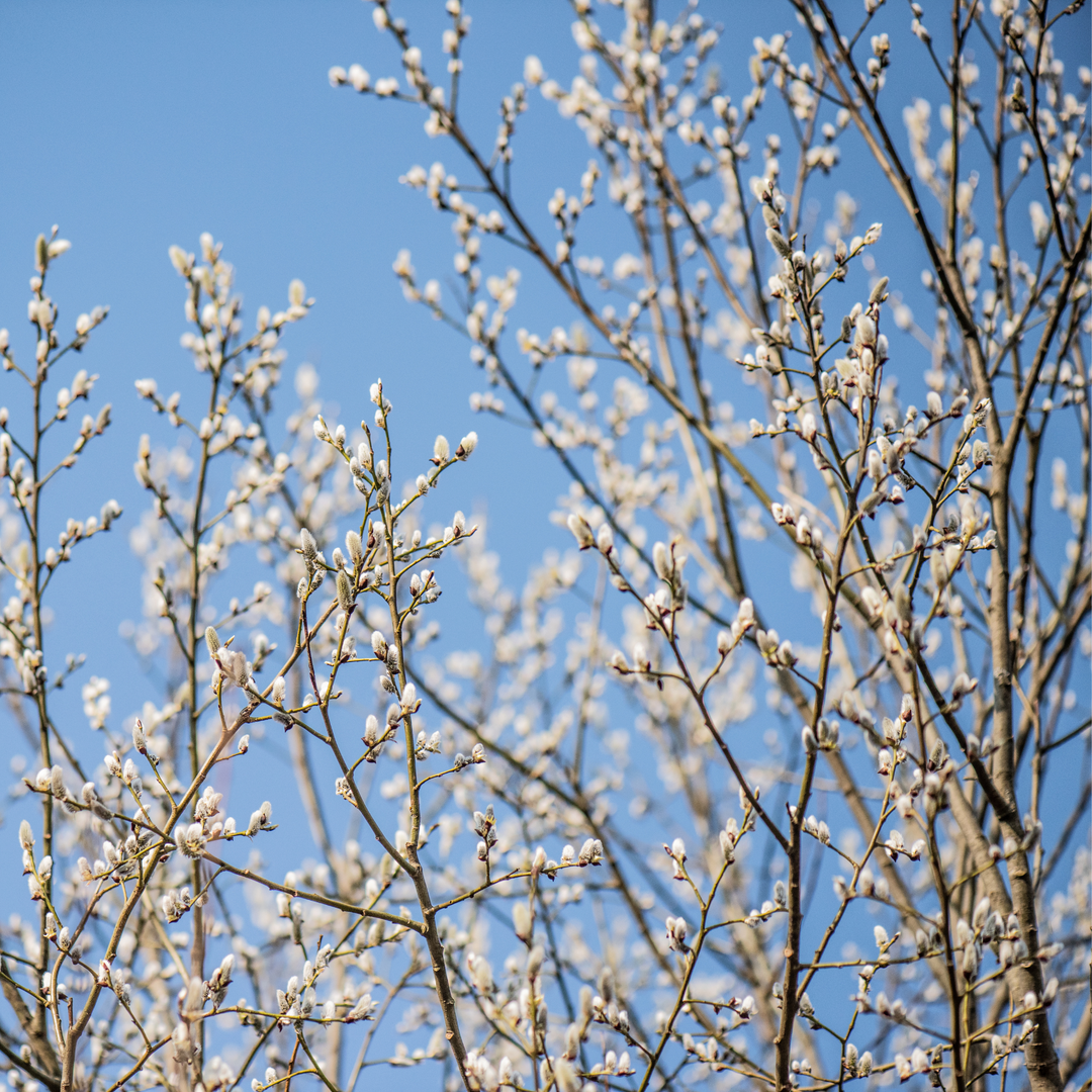 A mature White Pussy Willow tree thicket with abundant fuzzy white catkins against a blue sky