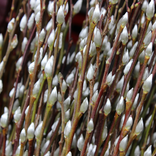 A thick cluster of fuzzy white catkins on upright White Pussy Willow branches