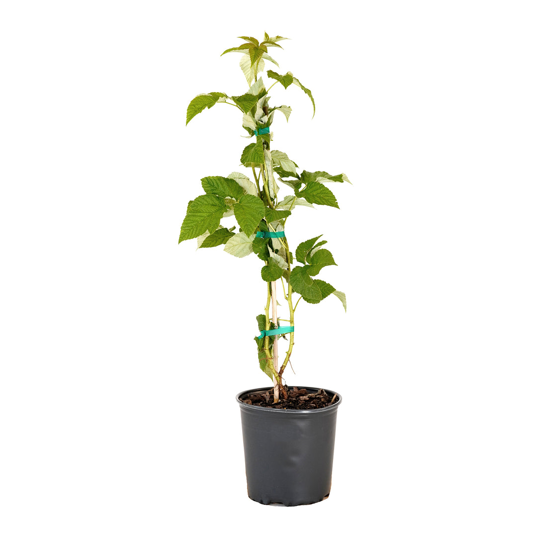 Potted Coho Raspberry bush in a black nursery pot