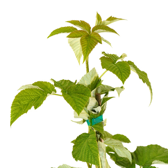 Close-up of fresh green serrated leaves on a Coho Raspberry bush cane