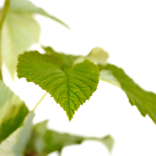 Close-up of a textured green serrated leaf on a Coho Raspberry bush