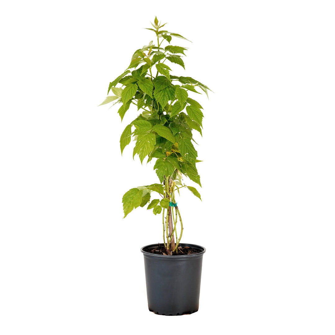 Potted Heritage Raspberry bush in a black nursery pot