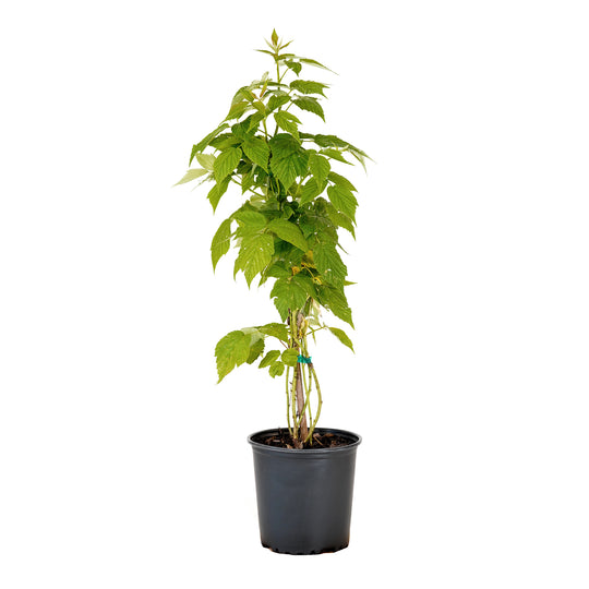 Potted Heritage Raspberry bush in a black nursery pot