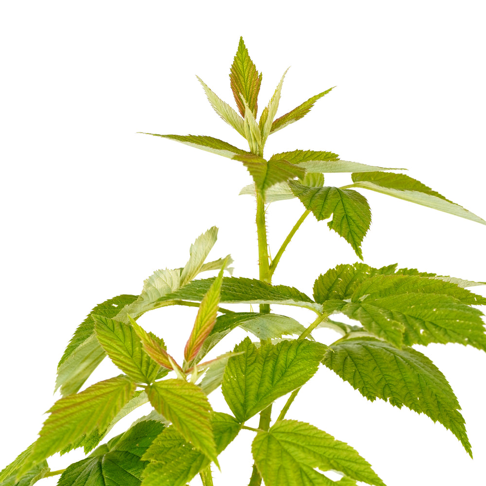 Close-up of fresh green serrated leaves on a Heritage Raspberry bush cane