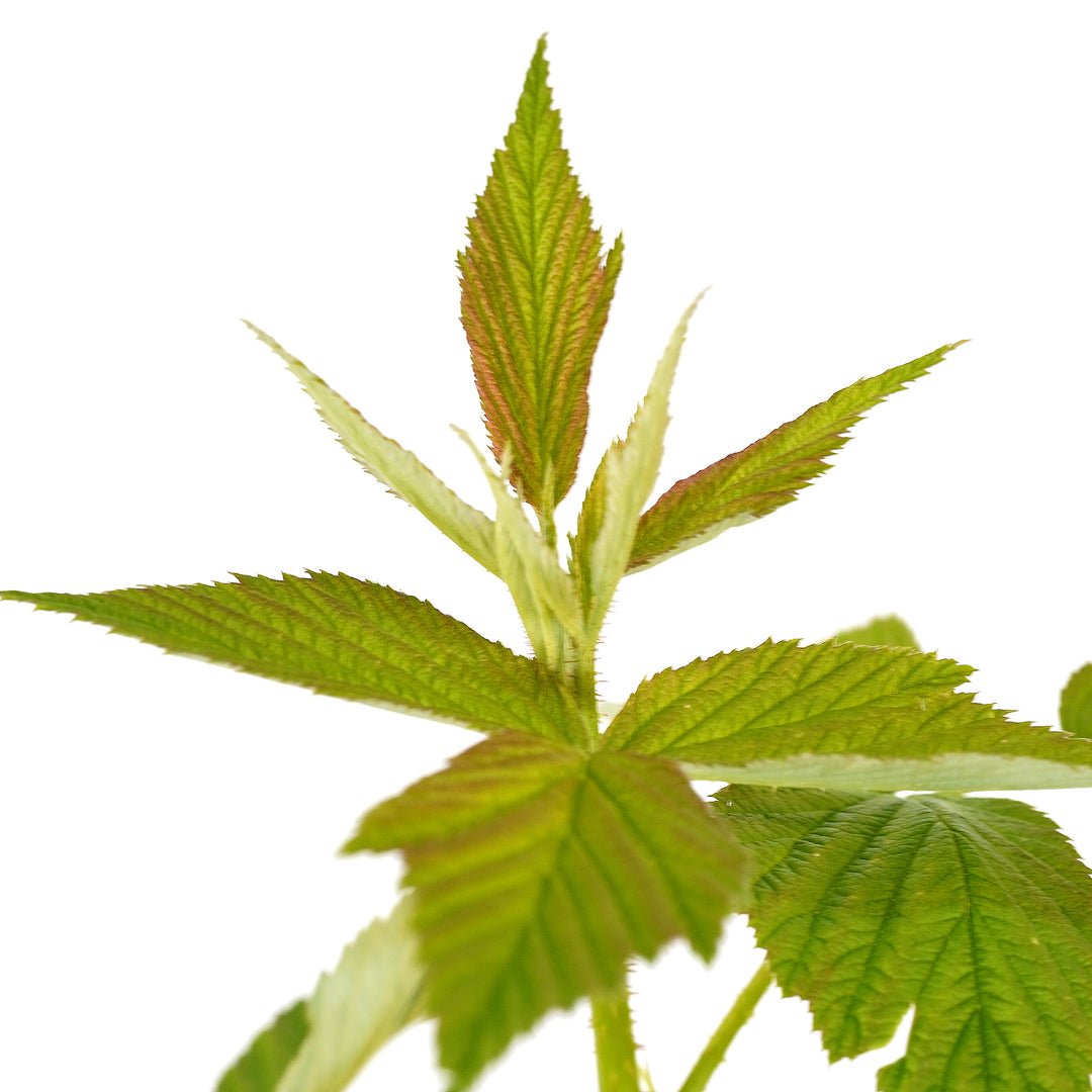 Close-up of fresh green and bronze serrated leaves on a Heritage Raspberry bush