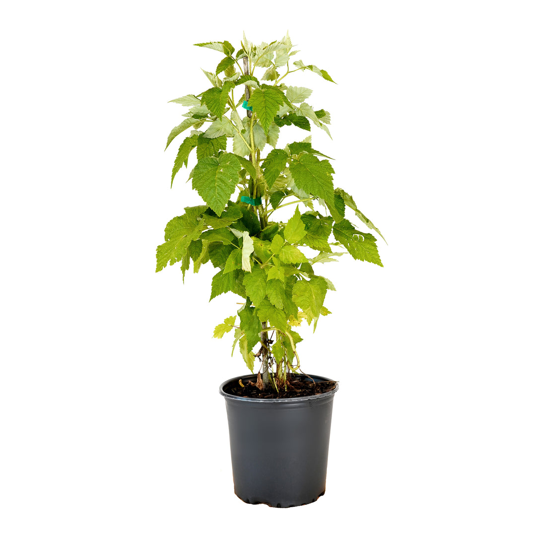Potted Meeker Raspberry bush in a black nursery pot