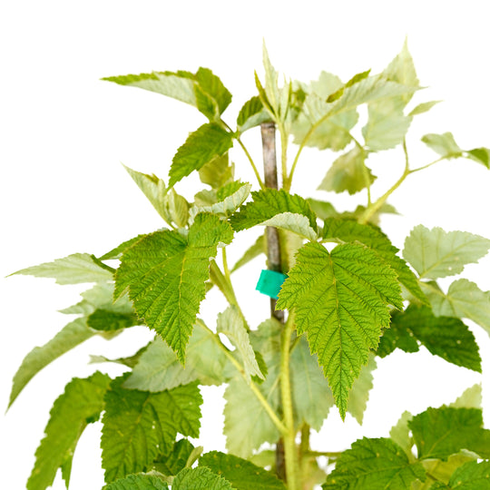 Close-up of vibrant green serrated leaves on a Meeker Raspberry bush branch