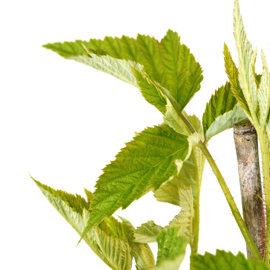 Close-up of a prickly cane and textured green leaves on a Meeker Raspberry bush