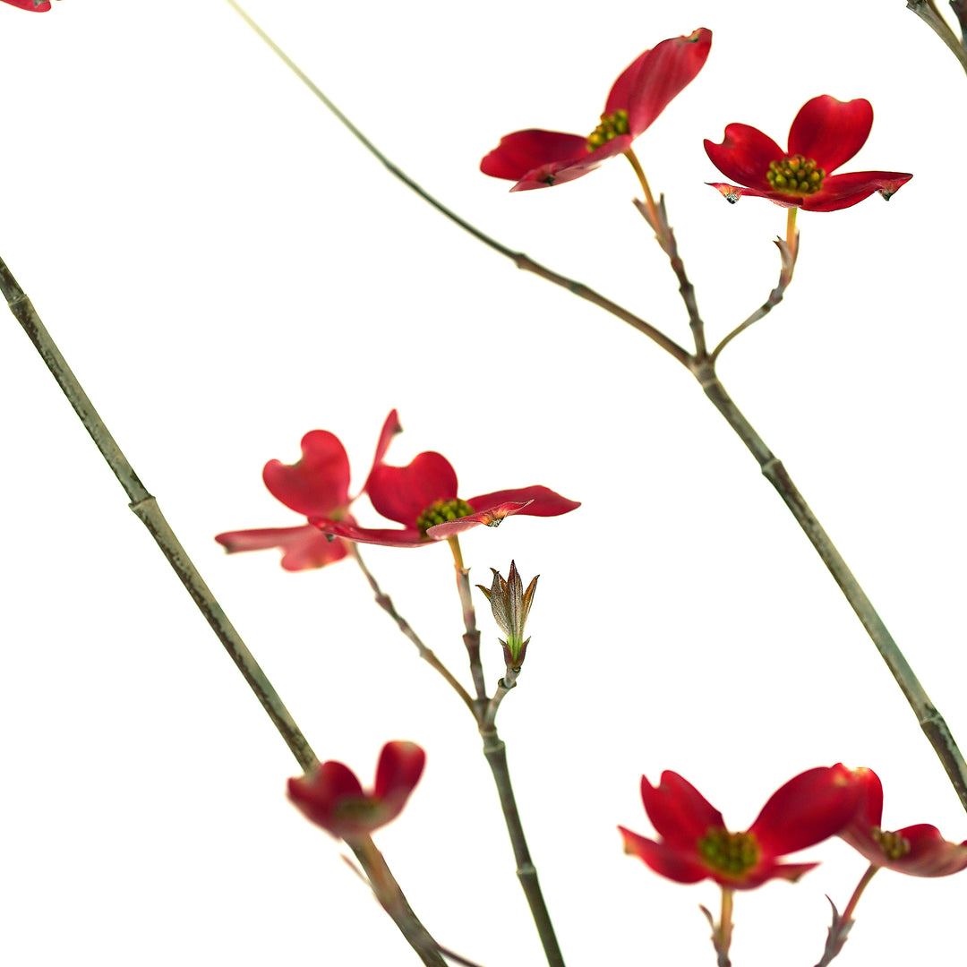 Dogwood, Red