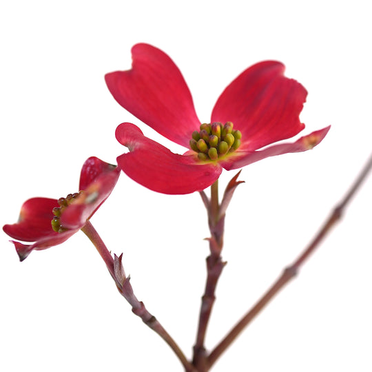 Dogwood, Red