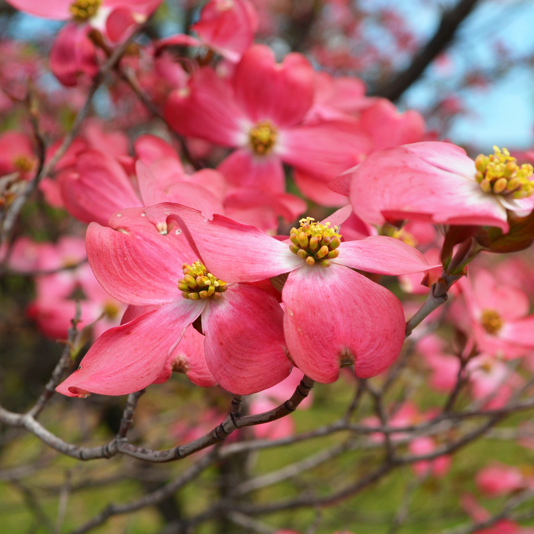 Close-up of vibrant red flowers blooming along the branches of a Red Dogwood tree in an outdoor landscape
