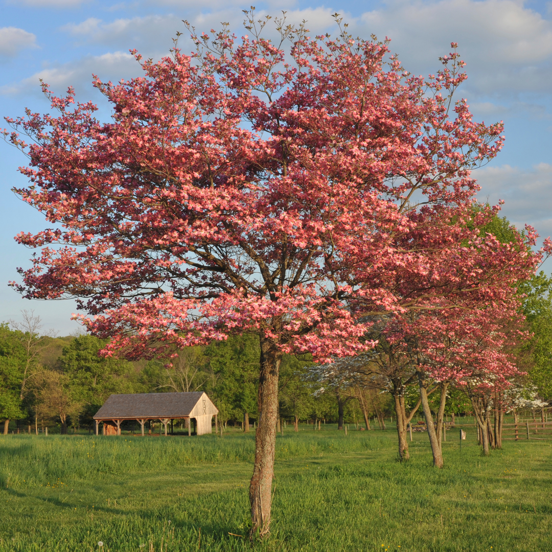 A mature Red Dogwood tree in full spring bloom with dense pinkish-red flowers in a landscape setting
