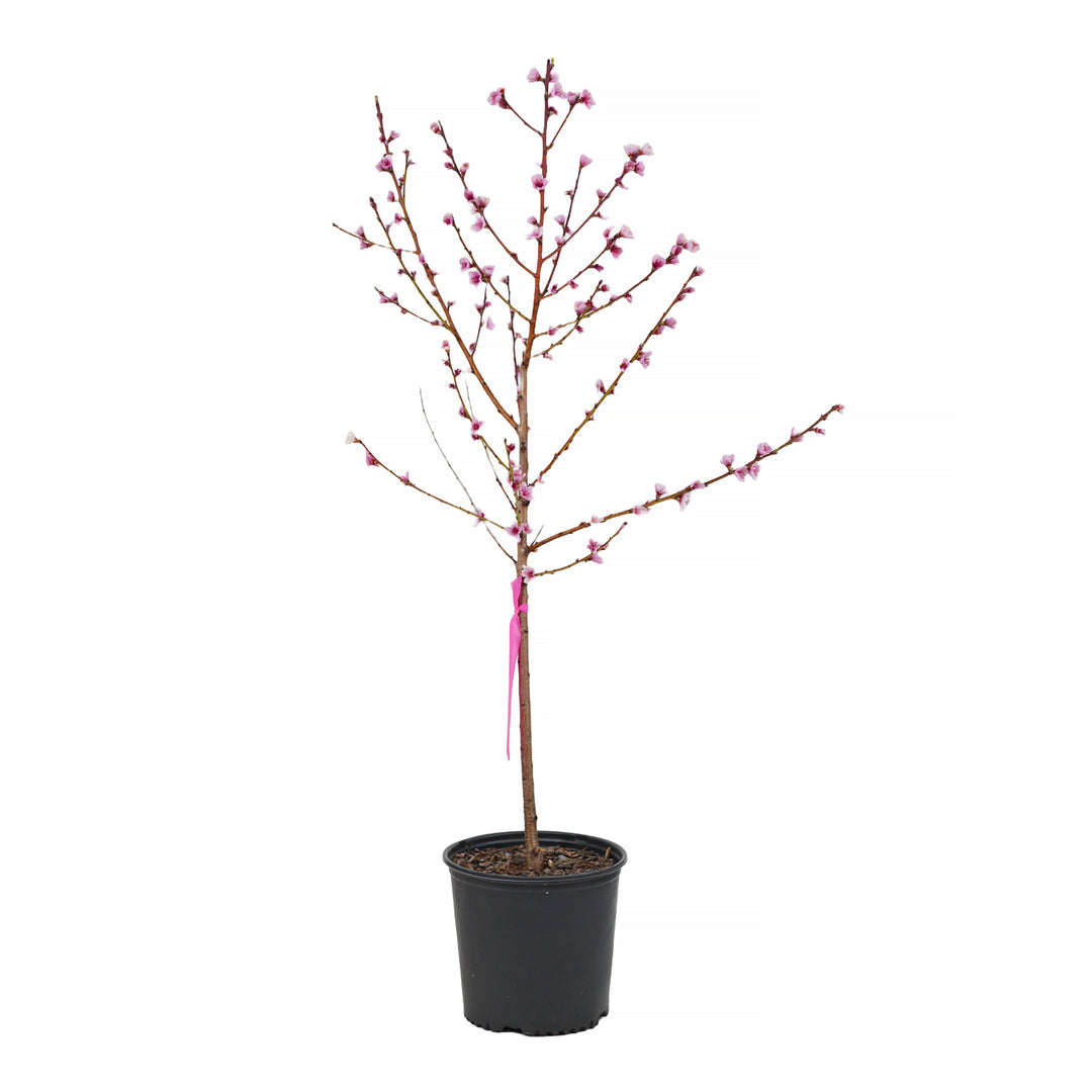 A young potted Redhaven Peach tree featuring upright branches covered in pink spring blossoms against a white background