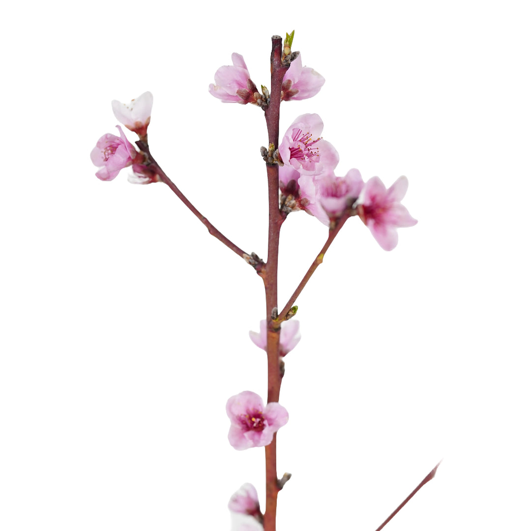 Detailed view of delicate pink flowers and tiny green buds on the slender branches of a live Redhaven Peach tree