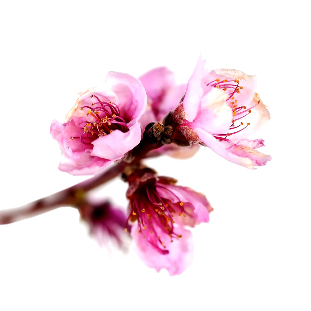 Detailed macro view of delicate pink peach flowers with bright yellow stamens on a slender branch