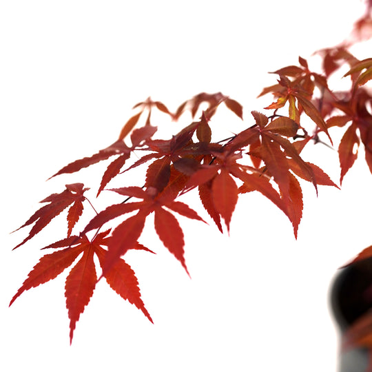 Maple, Red Japanese