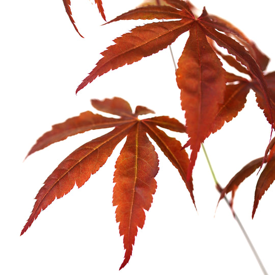 Maple, Red Japanese