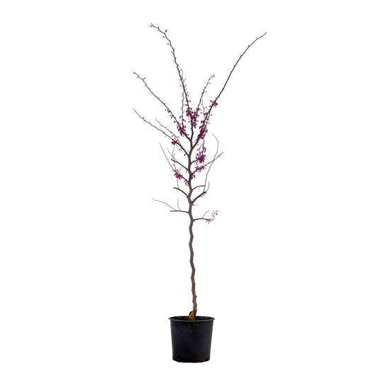 Potted Flame Thrower Redbud tree featuring early spring pink blossoms along bare branches against a white background