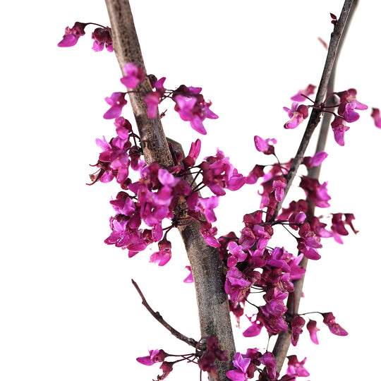 Close-up of vibrant pink flowers blooming along the branch of a Flame Thrower Redbud tree against a white background