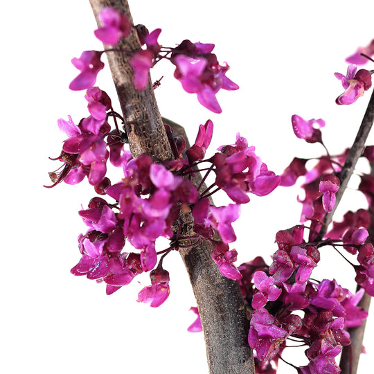 Macro close-up of vibrant pinkish-purple flower clusters on a textured Flame Thrower Redbud branch against a white background