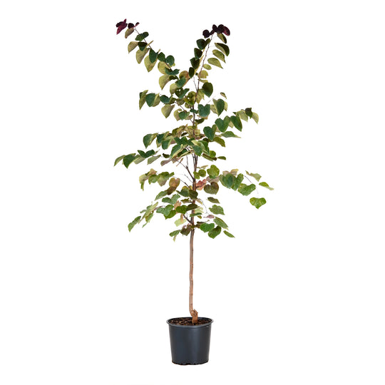 Flame Thrower Redbud tree with vibrant multi-colored foliage in a black nursery pot