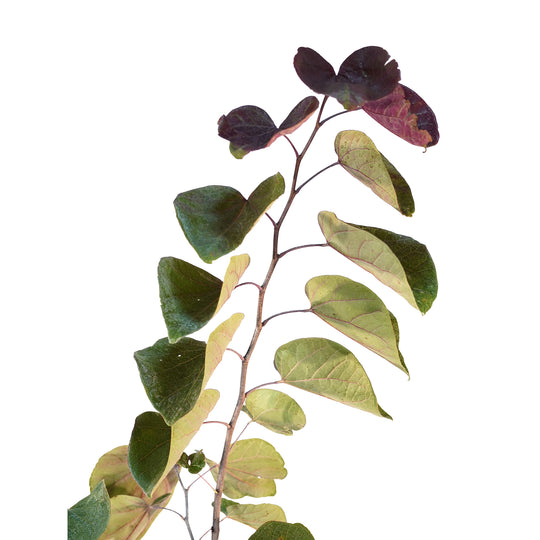 Close-up of heart-shaped leaves with a vibrant burgundy and green color gradient on a Flame Thrower Redbud tree branch against a white background