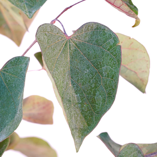 Detailed view of the iconic heart-shaped foliage and unique leaf veins of a live Flame Thrower Redbud tree