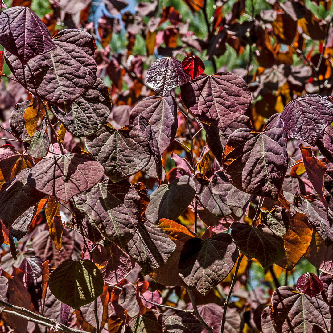 Detailed view of dense, deep burgundy and purple-tinged heart shaped foliage on a live Forest Pansy Redbud tree
