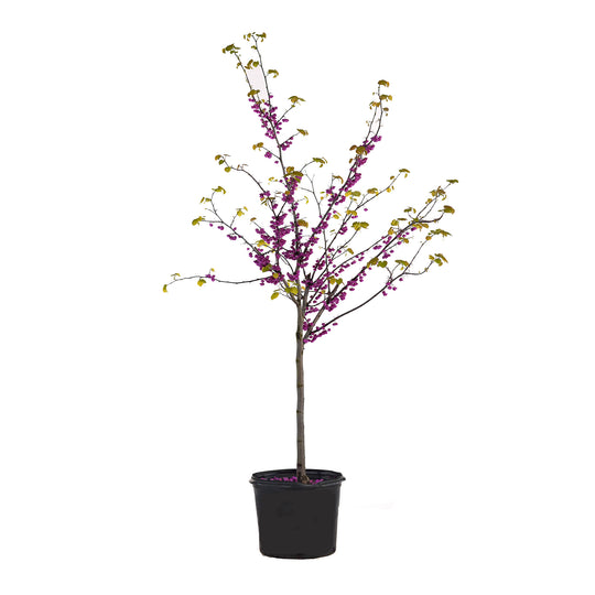 Potted Pink Pom Poms Redbud tree featuring upright branches with pink blossom clusters and young green leaves against a white background