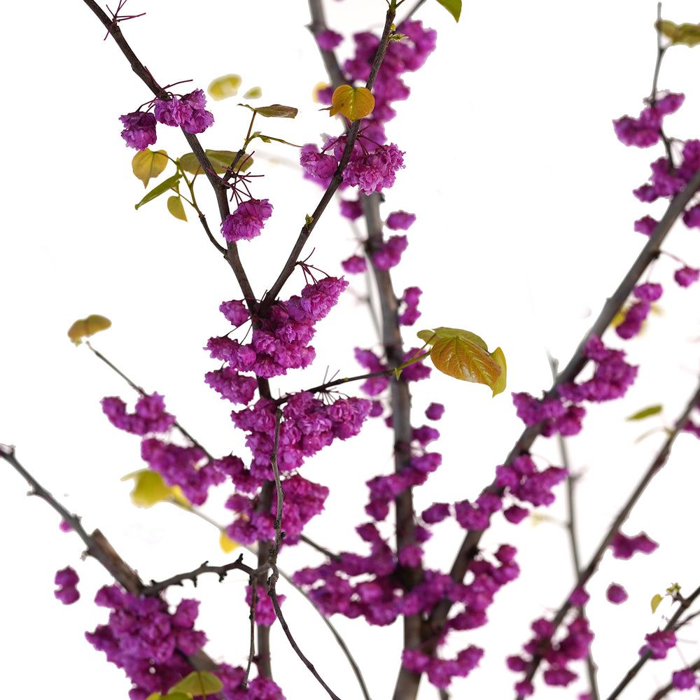 Close-up of branches with dense pink double-petaled flower clusters on a Pink Pom Poms Redbud tree against a white background