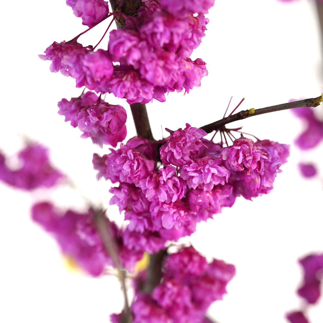 Macro close-up of unique double-petaled pink pom-pom flower clusters on a Pink Pom Poms Redbud branch against a white background