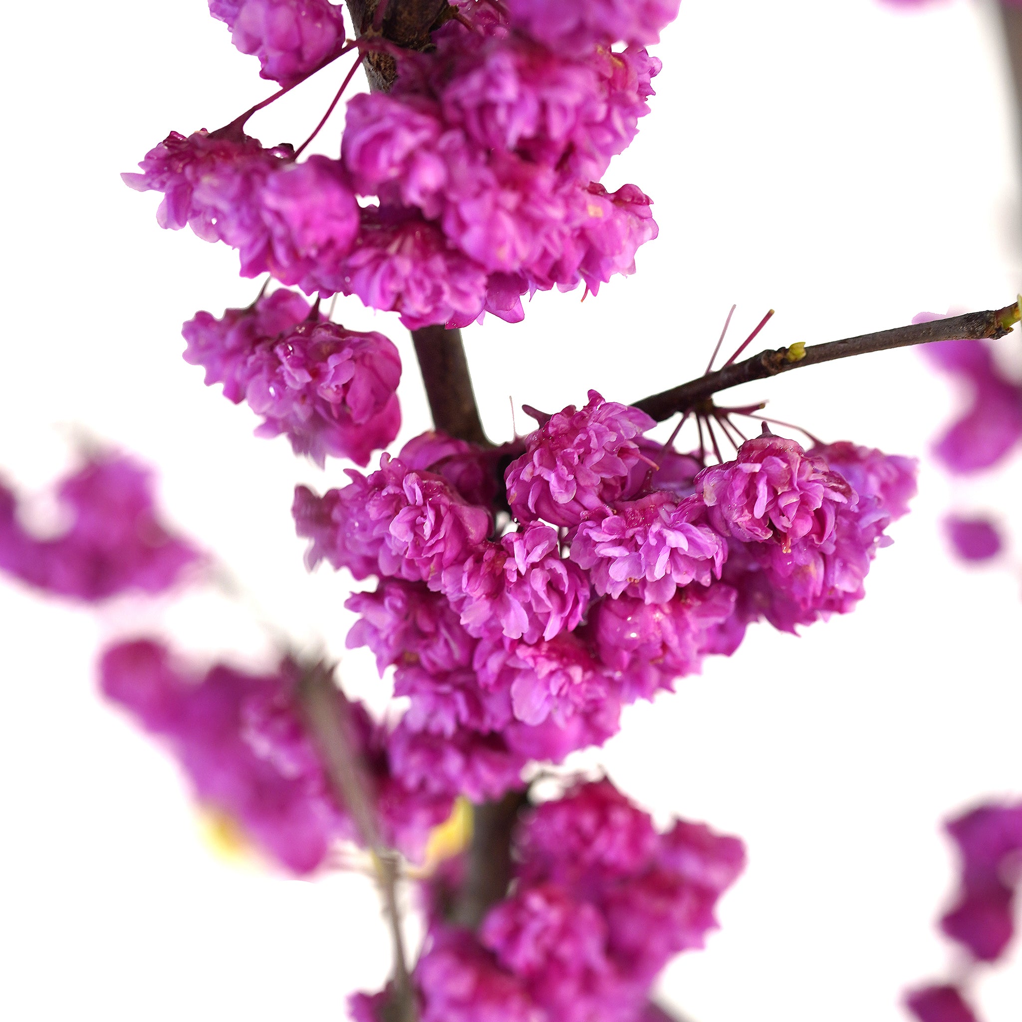 Macro close-up of unique double-petaled pink pom-pom flower clusters on a Pink Pom Poms Redbud branch against a white background