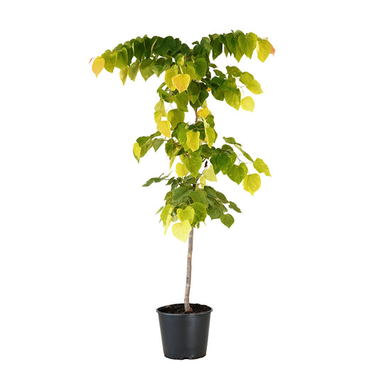 Potted Rising Sun Redbud tree featuring heart-shaped golden-yellow and green leaves against a white background