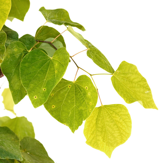 Close-up of heart-shaped golden-yellow and green leaves on a Rising Sun Redbud tree branch against a white background
