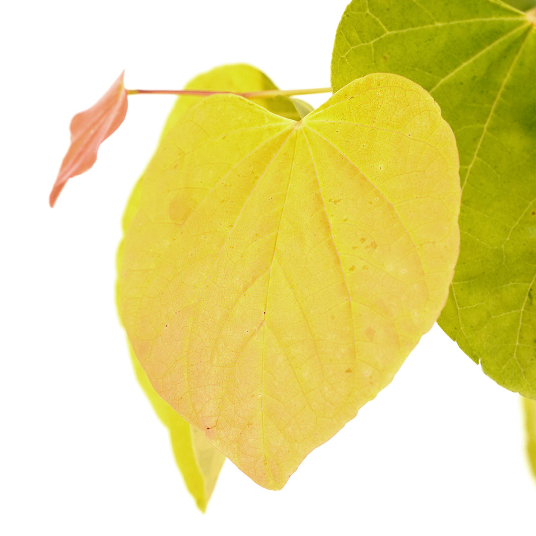 Macro close-up of a vibrant golden-yellow heart-shaped leaf on a Rising Sun Redbud tree against a white background