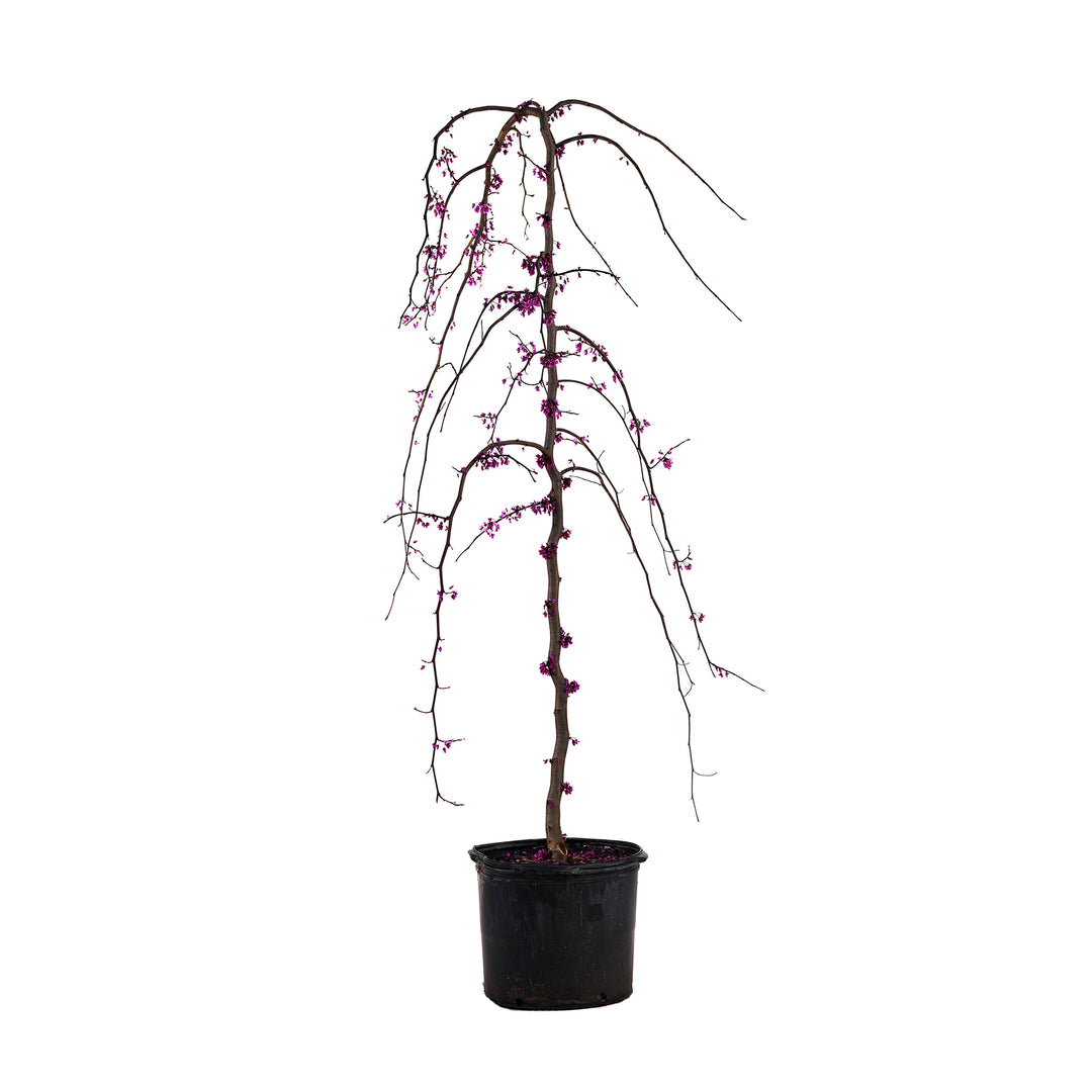 Potted Weeping Ruby Falls Redbud tree featuring cascading branches and pink early spring blossoms against a white background