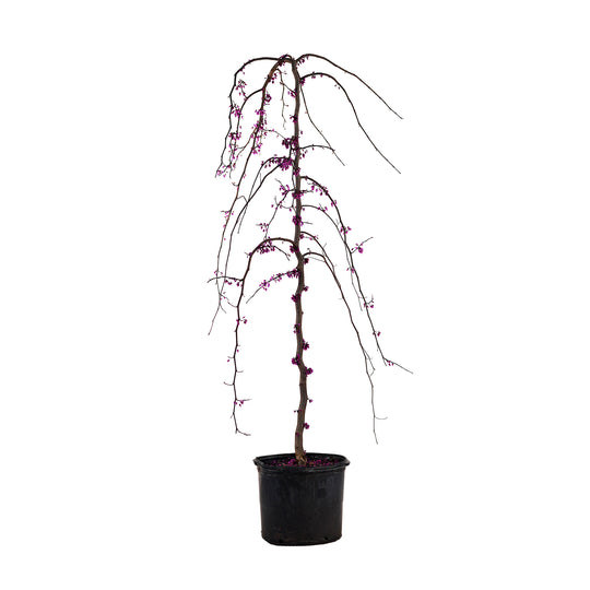 Potted Weeping Ruby Falls Redbud tree featuring cascading branches and pink early spring blossoms against a white background