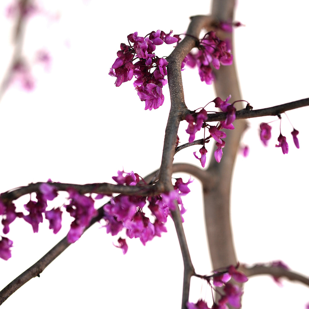 Close-up of vibrant pinkish-purple flowers blooming along the branch of a Weeping Ruby Falls Redbud tree against a white background