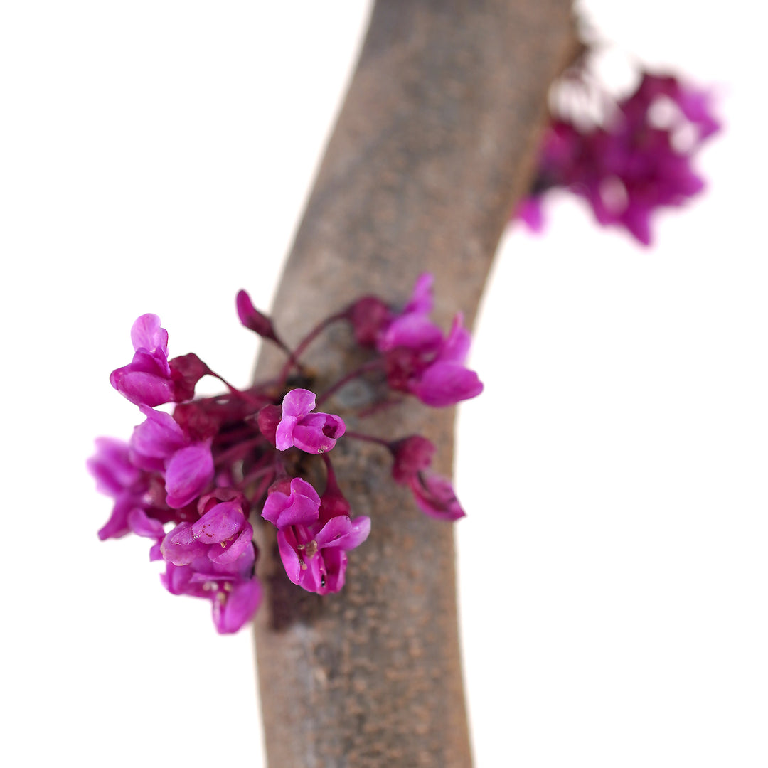 Macro close-up of vibrant purple-pink flower clusters blooming on a Weeping Ruby Falls Redbud branch against a white background