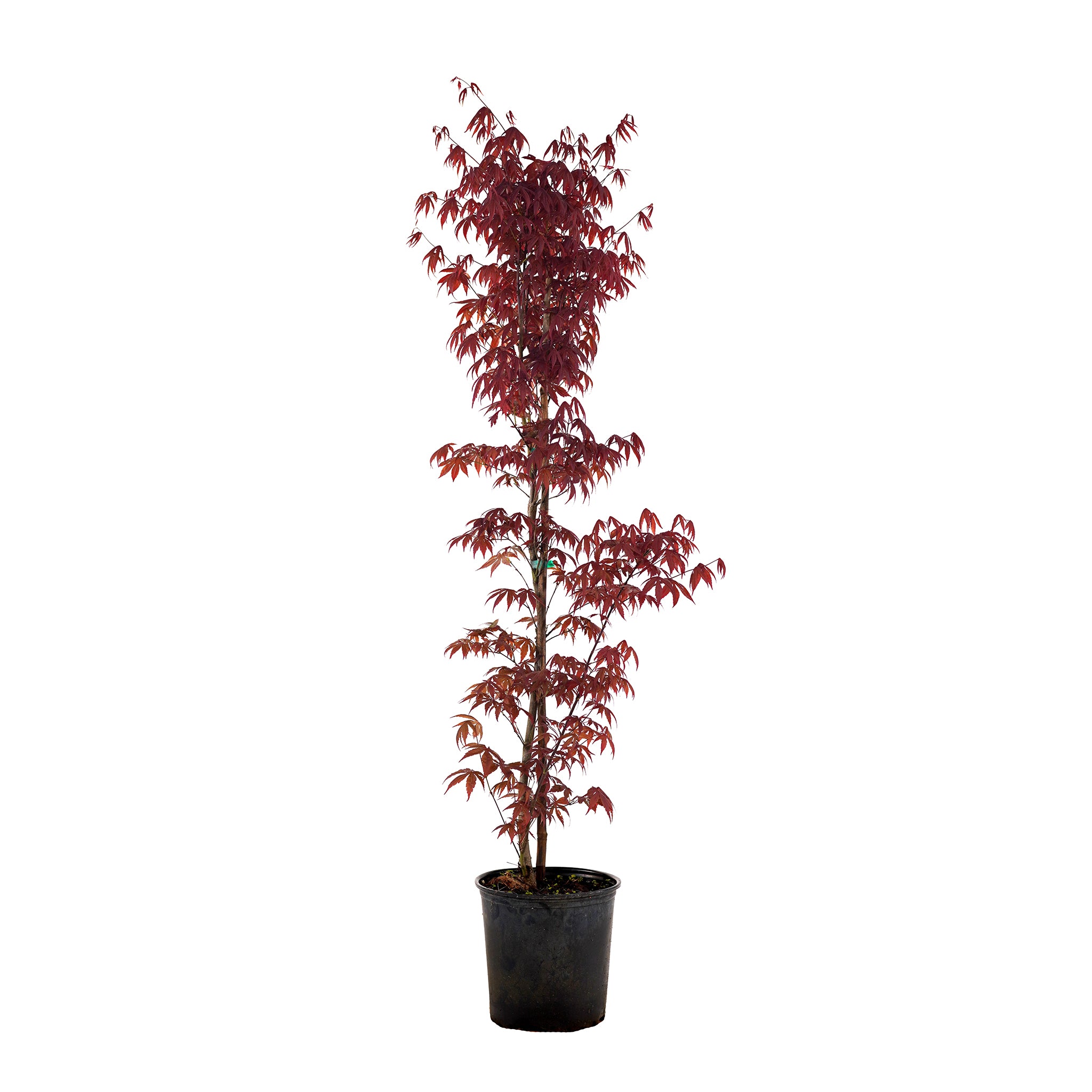 Maple, Red Japanese – Freedom Tree Farms