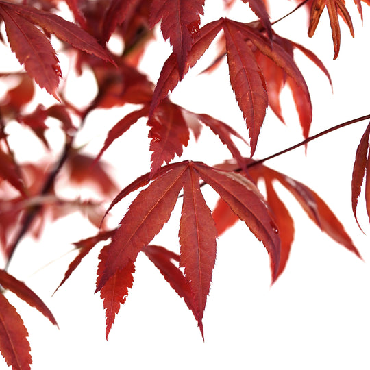 Maple, Red Japanese