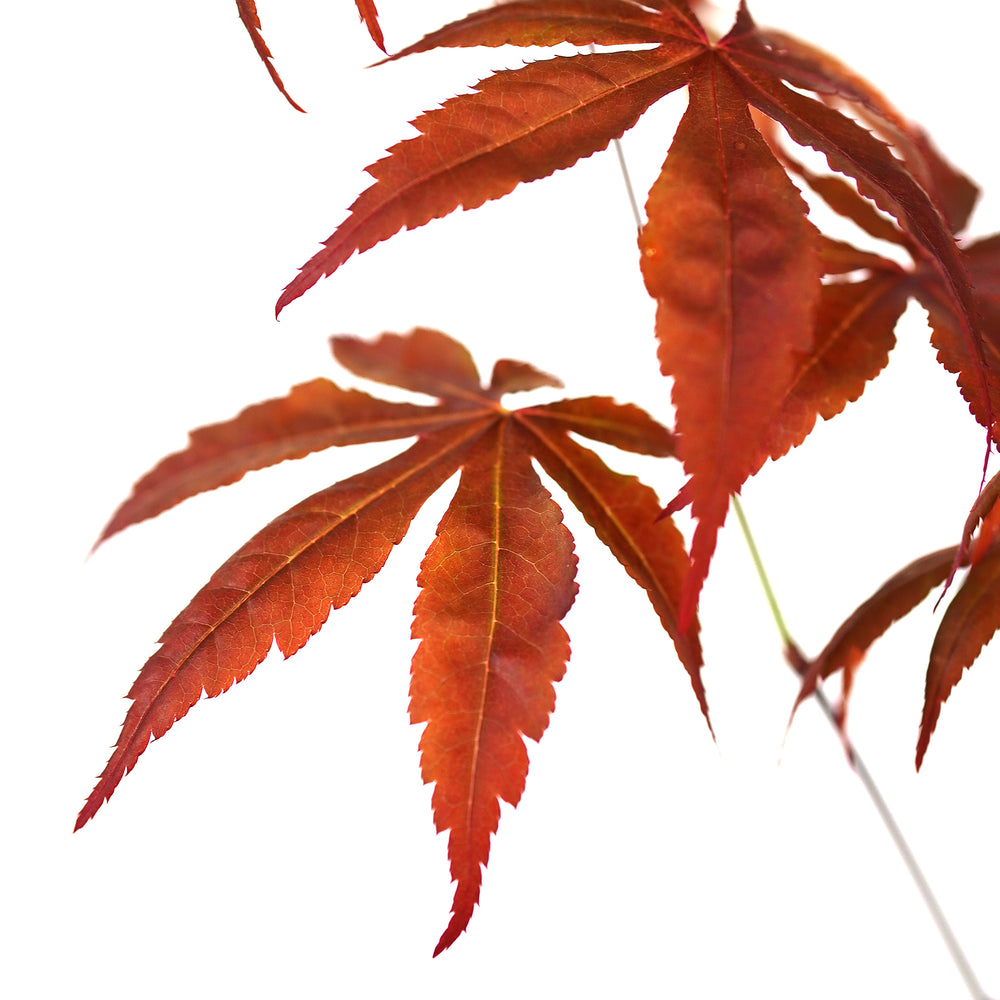 Maple, Red Japanese