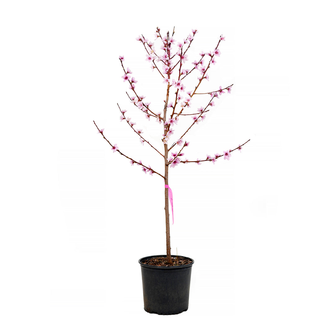 A young potted Ruston Red Peach tree featuring upright branches covered in pink spring blossoms against a white background