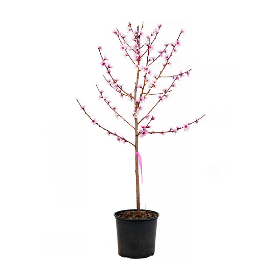 A young potted Ruston Red Peach tree featuring upright branches covered in pink spring blossoms against a white background