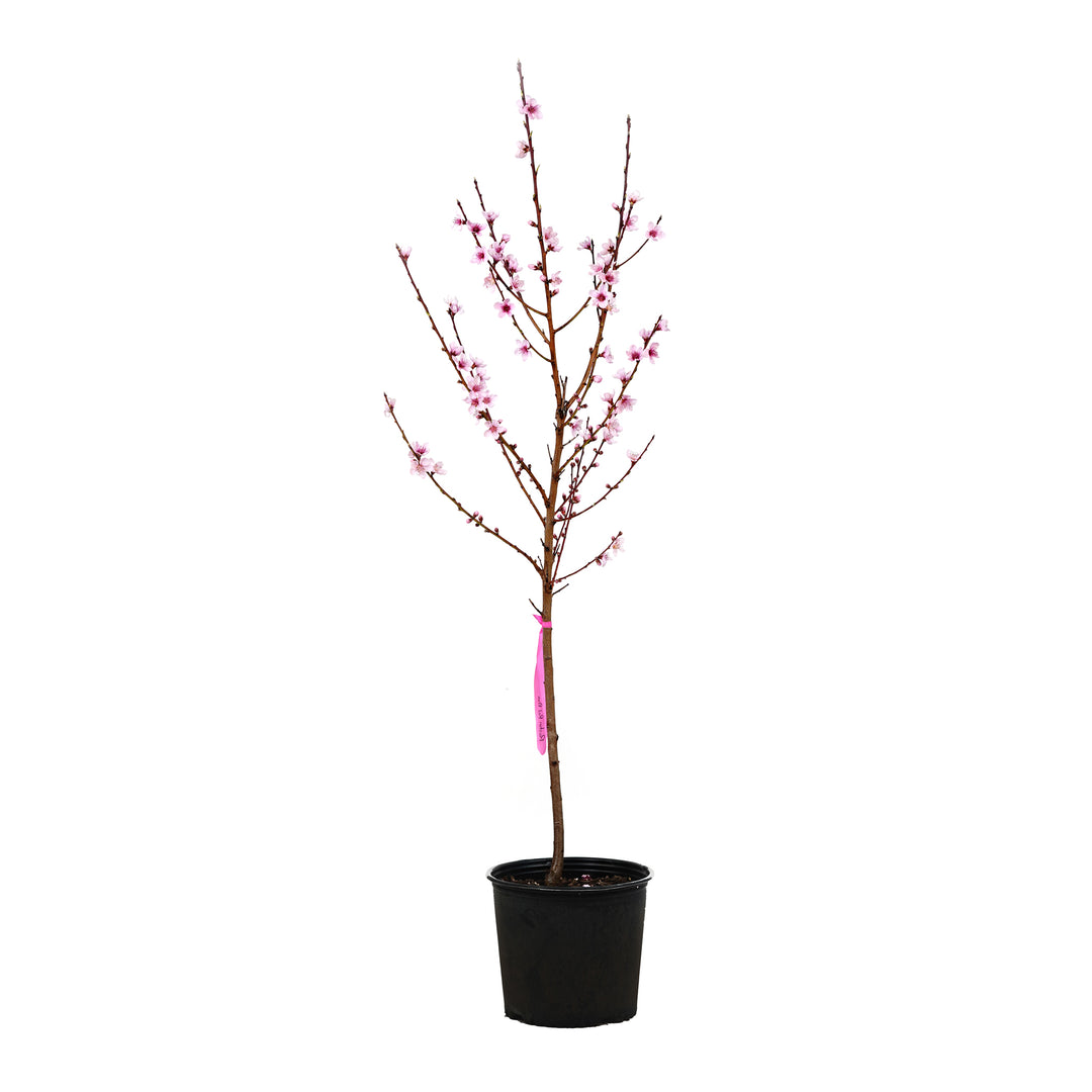 A young potted Ruston Red Peach tree featuring upright branches covered in pink spring flowers against a white background