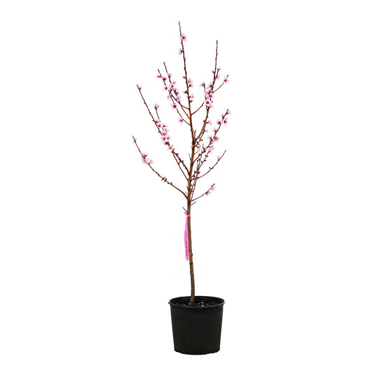 A young potted Ruston Red Peach tree featuring upright branches covered in pink spring flowers against a white background